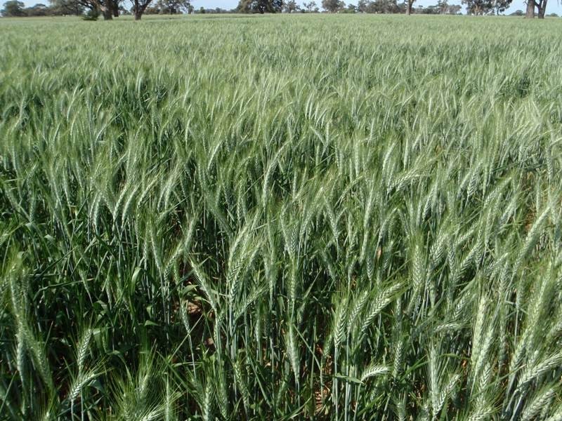 Barham NSW 2732