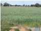 Barham NSW 2732