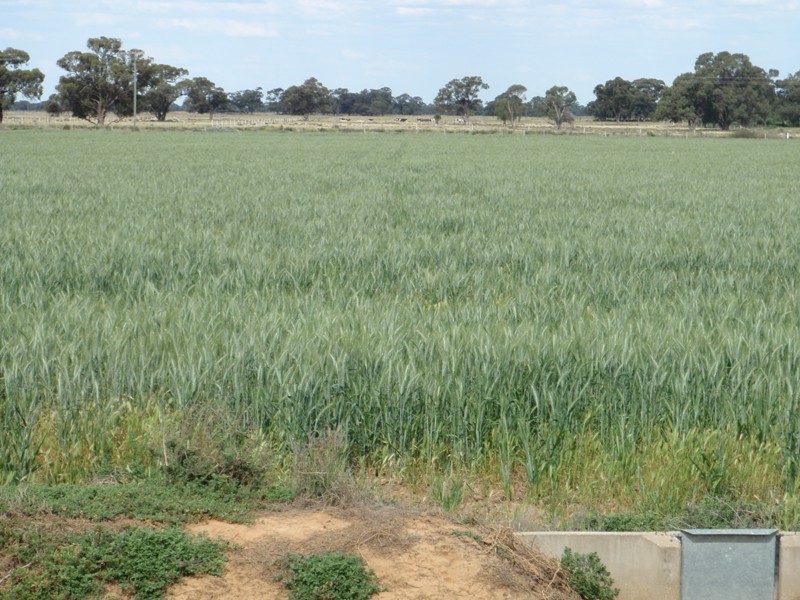 Barham NSW 2732