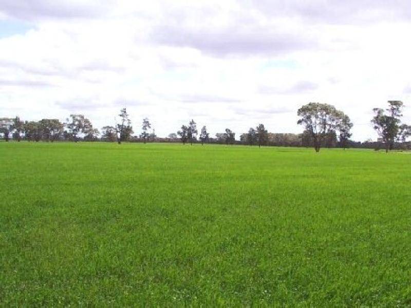 Barellan NSW 2665