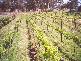 Dunolly VIC 3472