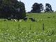 Crossley VIC 3283