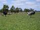 GORAE ROAD, Portland VIC 3305
