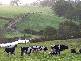 CONDAH / TYRENDARRA ROAD, Heywood VIC 3304