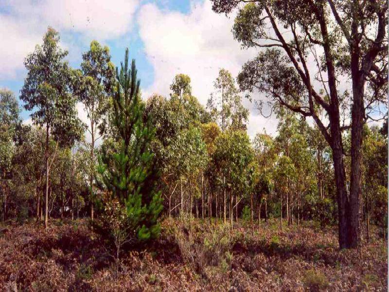 425 PATCHINGS ROAD, Lake Mundi VIC 3312