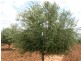 Jerilderie NSW 2716