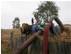 Jerilderie NSW 2716