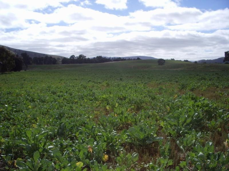 3054 Pyrenees Hwy, Elmhurst VIC 3469