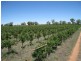 Berrigan NSW 2712