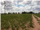Berrigan NSW 2712