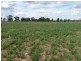 Berrigan NSW 2712