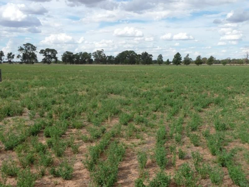 Berrigan NSW 2712