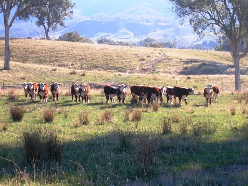 235 Wrights Road, Yarck VIC 3719