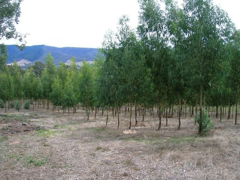 6309 Maroondah Hwy, Alexandra VIC 3714