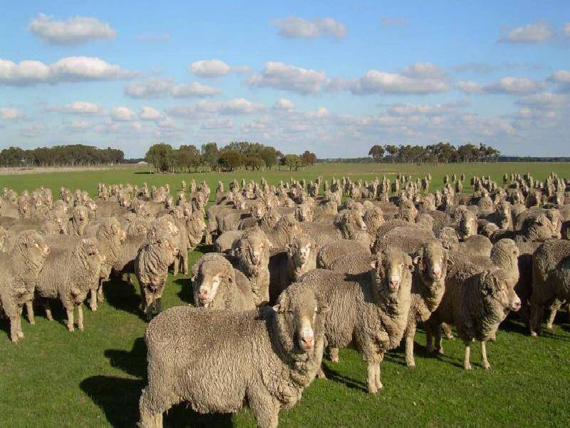 2696 HAMILTON HIGHWAY, Caramut VIC 3274