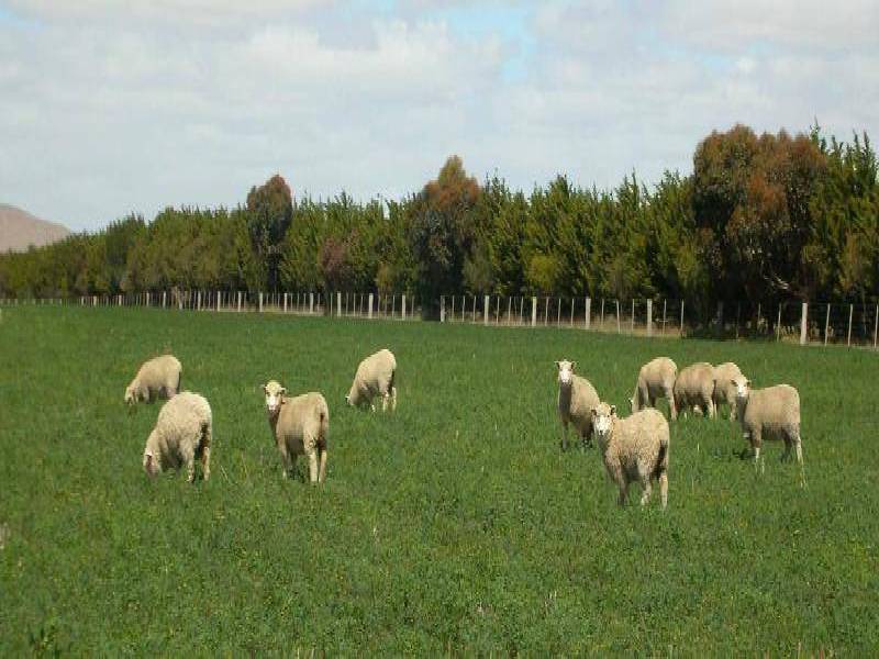 155 HURRYS ROAD, Derrinallum VIC 3325 the real estate agency Withdrawn