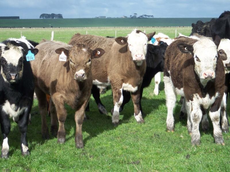 0 Edwards Road, Garvoc VIC 3265