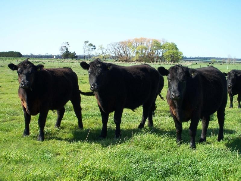 540 Camperdown Derrinallum Road, Derrinallum VIC 3325