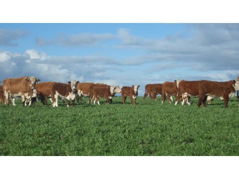 2696 Castle Carey Road, Mortlake VIC 3272