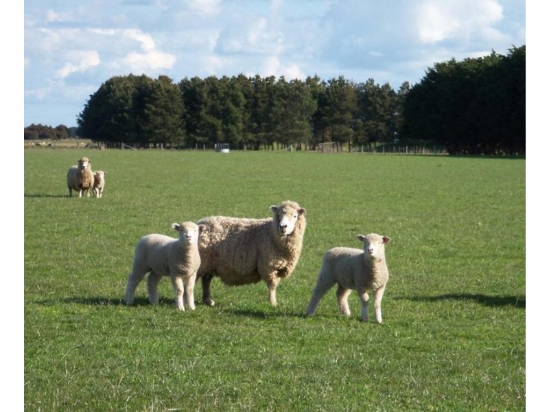 2696 Castle Carey Road, Mortlake VIC 3272