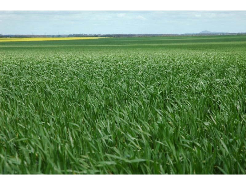 159 Pircarra Lane, Derrinallum VIC 3325