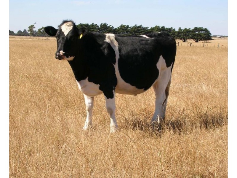 2696 Hamilton Highway, Caramut VIC 3274