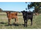 96 Maddens Bridge Road, Cobden VIC 3266