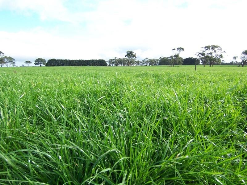 909 Cobden South Ecklin Road, Ecklin South VIC 3265