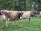 909 Cobden South Ecklin Road, Ecklin South VIC 3265