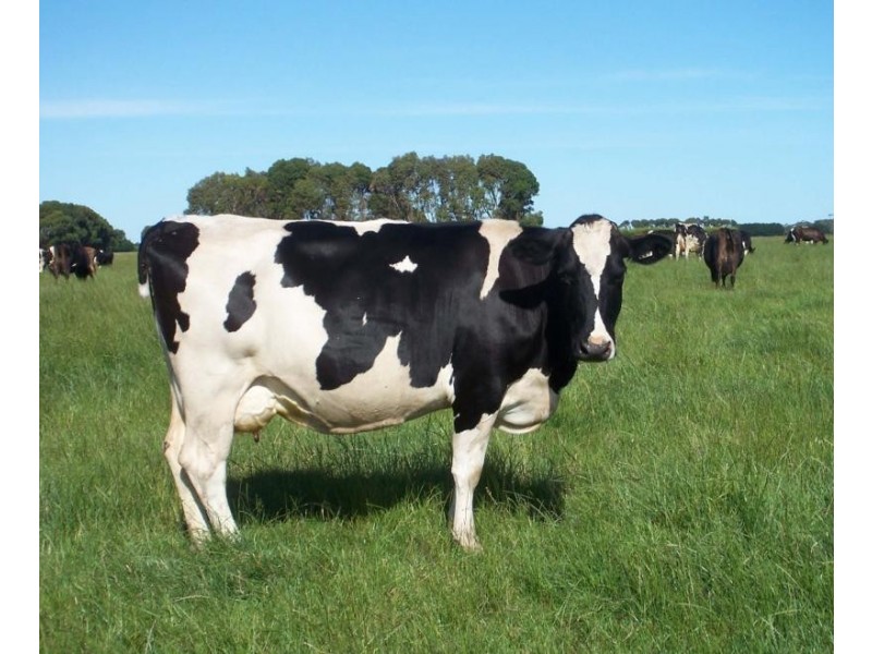 665 Rowans Road, Nullawarre VIC 3268