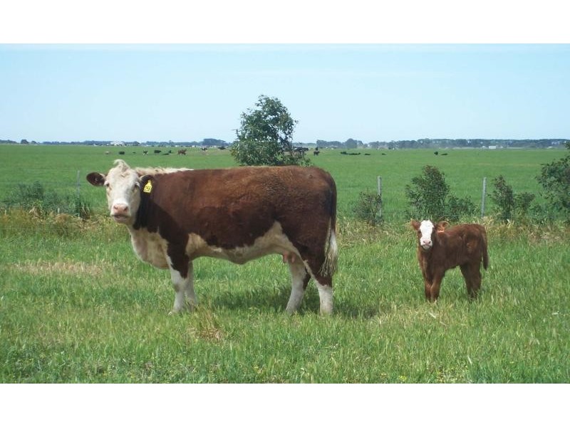 0 Castlecarey Road, Kolora VIC 3265