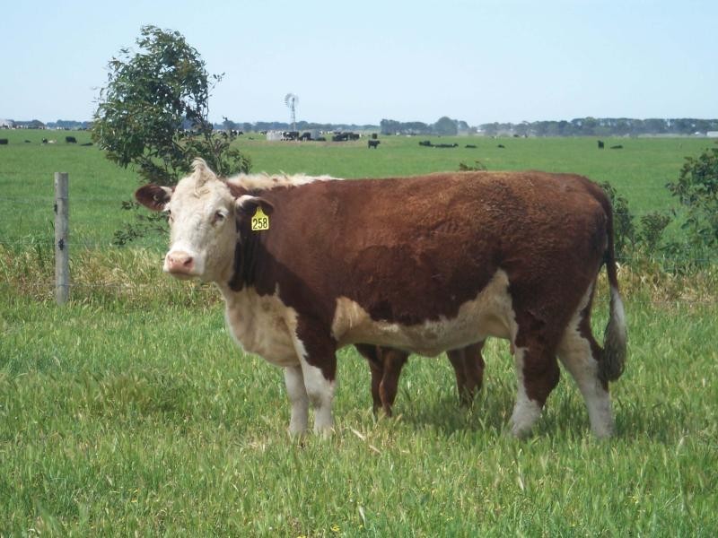 0 Castlecarey Road, Kolora VIC 3265