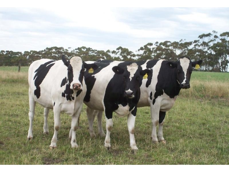 115 Rutters Road, Boorcan VIC 3265