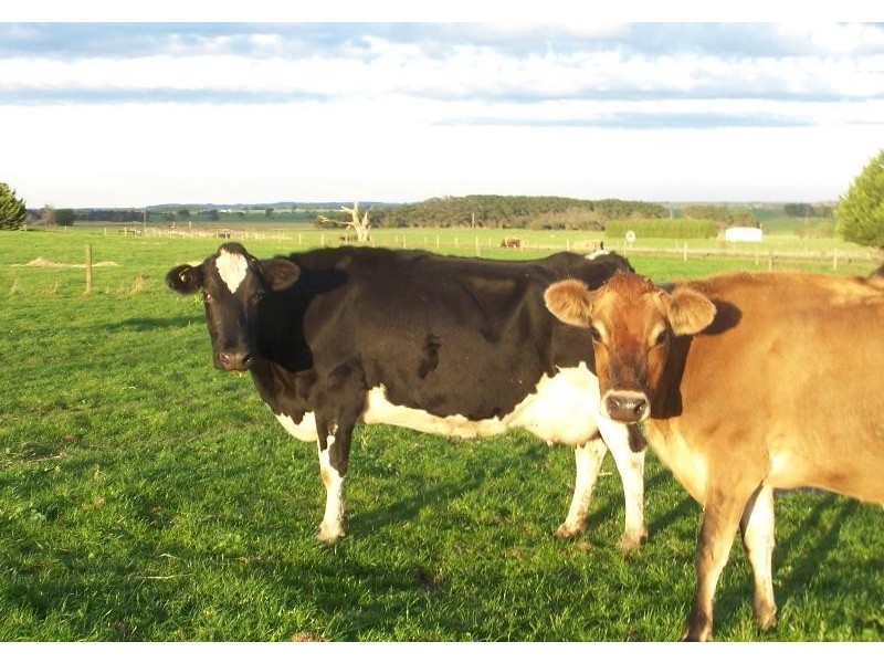 8559 Princes Highway, Panmure VIC 3265