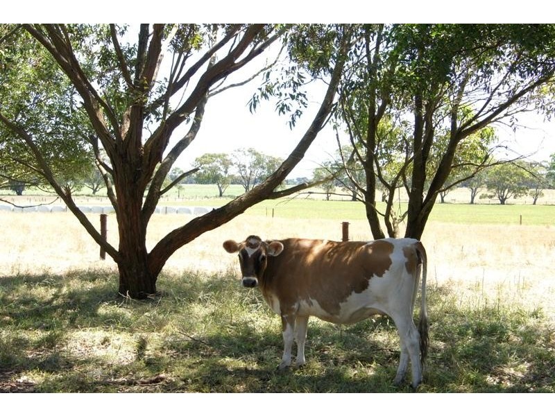 120 Robertsons Road, Terang VIC 3264