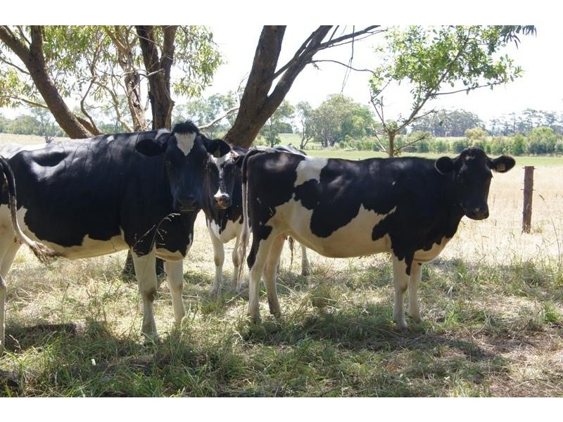 120 Robertsons Road, Terang VIC 3264