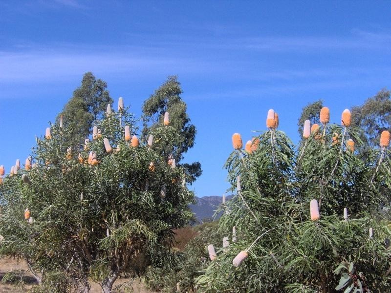 69 Snells Rd., Wartook VIC 3400