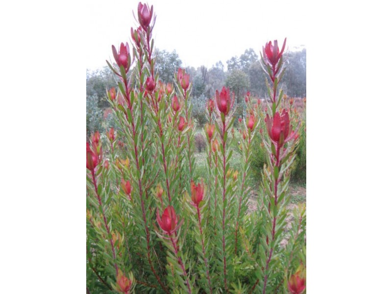 69 Snells Rd., Wartook VIC 3400