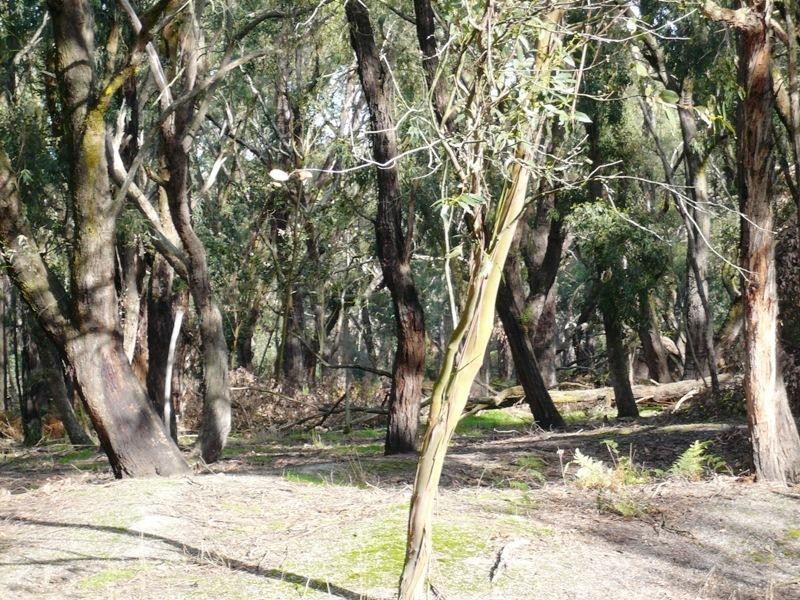 00 Outtrim-Leongatha Road, Outtrim VIC 3951