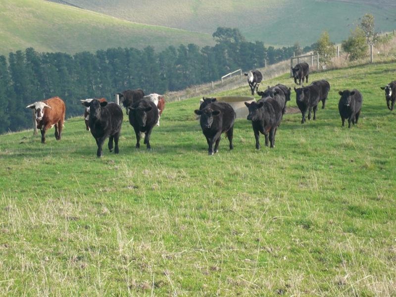 7155 South Gippsland Hwy, Loch VIC 3945