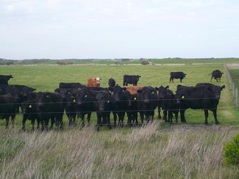 225 WILSON ROAD, Cape Paterson VIC 3995