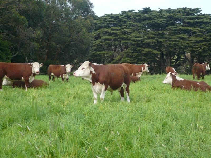 710 Glen Alvie Road, Glen Alvie VIC 3979