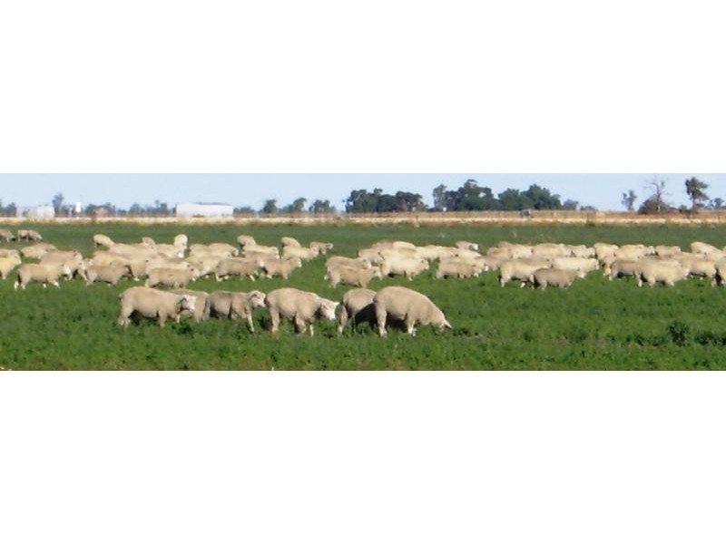WARBRECCAN, Deniliquin NSW 2710