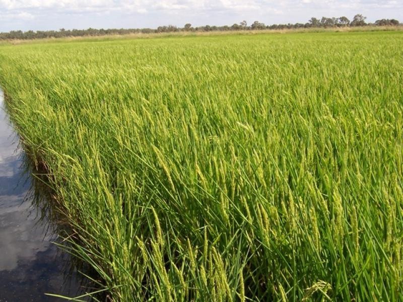 Echuca VIC 3564