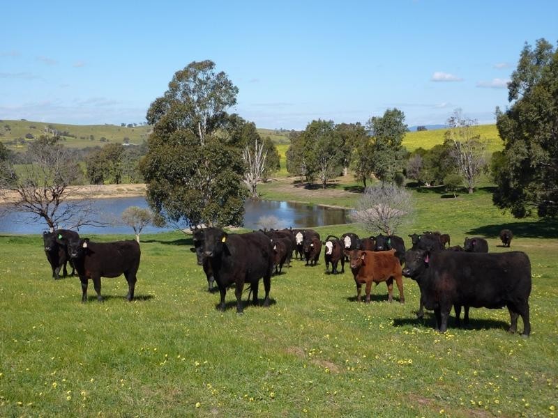 360 The Bridle Track, Glenaroua VIC 3764