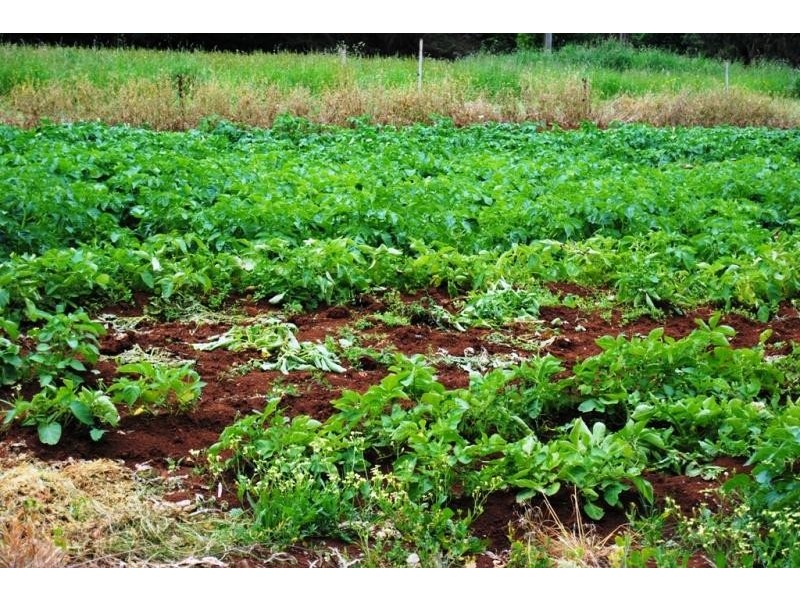 47 Old Mardan Road, Mirboo North VIC 3871