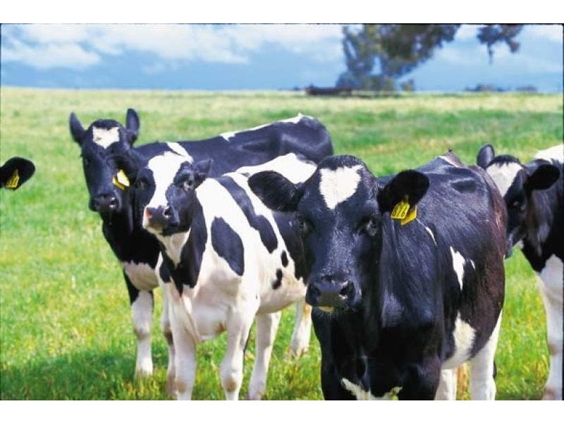 0 Faulkners North Road, Warrnambool VIC 3280