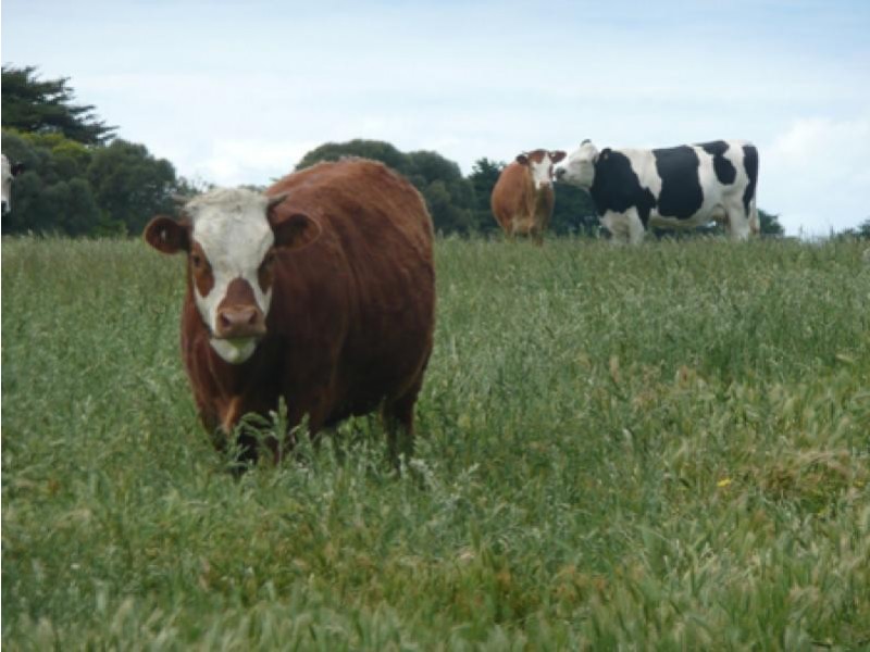 13 Nagorcka’s Road, Portland West VIC 3305