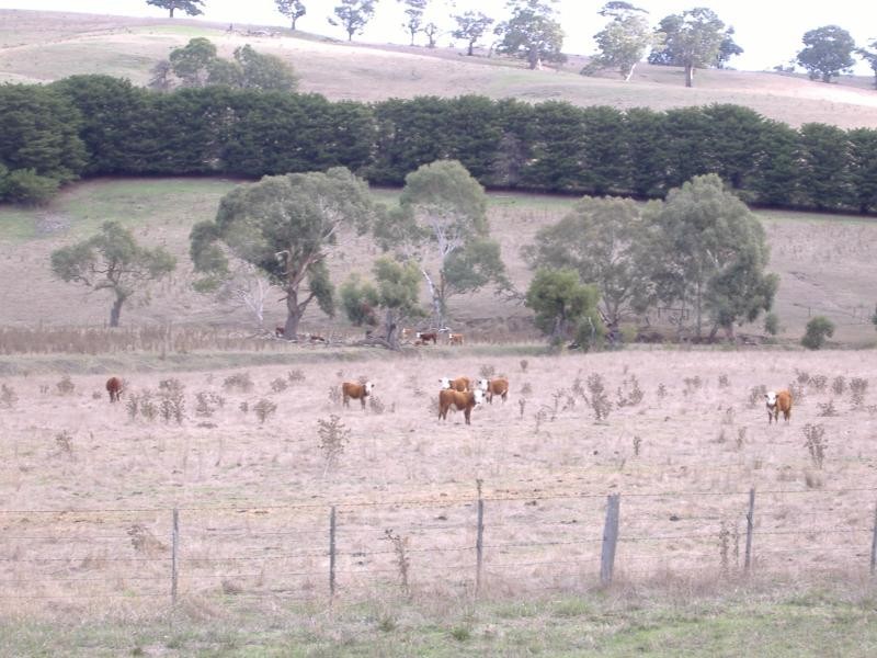 389 Mocamboro Road, Henty VIC 3312