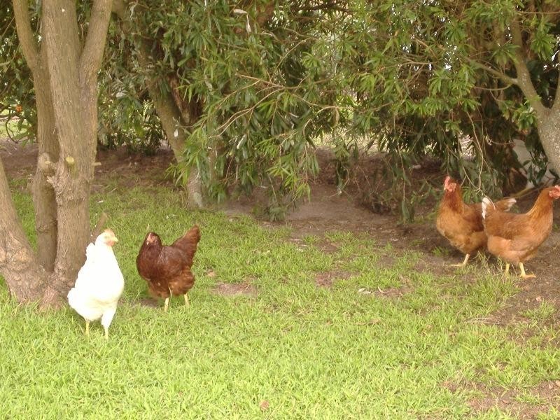 138 Mount Gambier Road, Casterton VIC 3311